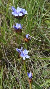 Image result for Aristea