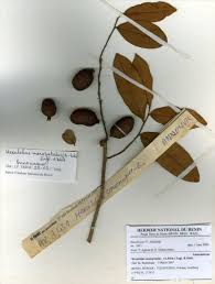 Image result for Hexalobus monopetalus