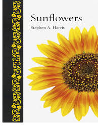 Image result for Helichrysum whyteanum