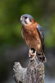 Birds Of Prey Animals List 6 Different Types Of Falcons American Kestrel Pet Birds Kestrel