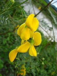 Image result for Sesbania macrantha