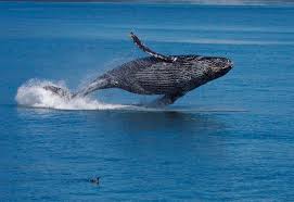 The opposite of halal is haram, which means unlawful or prohibited. Halal Whale Meat The Latest Trickery Of The Whaling Industry One Green Planet