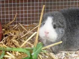 Die kleinen nimmersatte nehmen so etwa bis zu hundert kleine mahlzeiten zu sich. Rex Meerschweinchen Silberagouti Jungtierschau Ktzv Basel Youtube