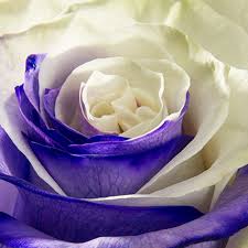 White And Purple Tinted Rose Magnaflor
