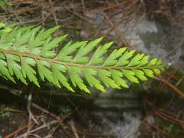 Image result for Asplenium aethiopicum