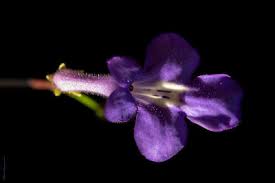 Image result for Streptocarpus arcuatus