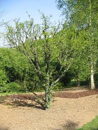 Image result for Zanthoxylum lindense