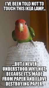 Oh Boy This Crazy Parrot Refreshed Lamp Design Parrot Love Birds Bird