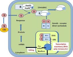 Role Of Sex Hormones In Human Body Intechopen
