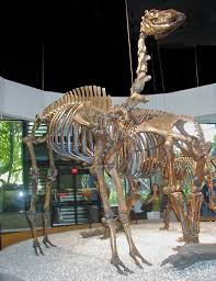 During this period, it looses 22% of its body weight. Camelops Wikipedia