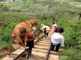 Hiking Koko Crater Stairs Hawaii Com