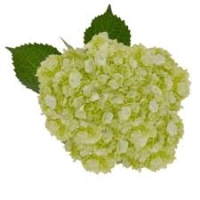 Ads, justforu digital coupons & earn gas rewards. Debi Lily Mini Green Hydrangea From Tom Thumb In Dallas Tx Burpy Com