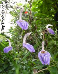 Image result for Brillantaisia owariensis