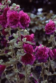 Image result for Alcea rosea