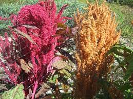 Amaranthus Plant Growing Guide Growing Amaranth Tampala