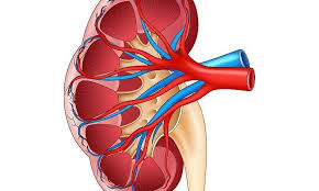 More rapid decline in kidney function for diagnosed diabetes