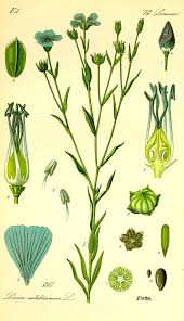 Linum Gattung Botanical Drawings Plant Drawing Botanical Illustration