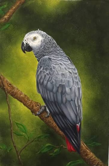 African Grey Parrot