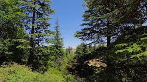 Video showing the beauty of north lebanon's valley and mountains in the region of miziara & mazraat. 7 Nature Reserves To Visit In Lebanon Lebanon Traveler