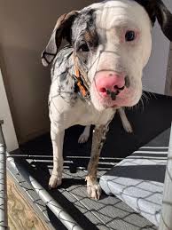 Lost Dog in Deltona, Florida