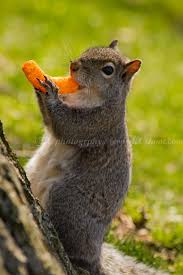 Cheetos Squirrel Cute Animals Baby Squirrel