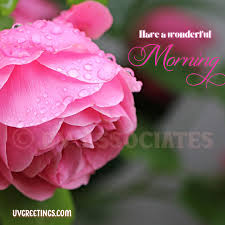 Full pink rose good morning with images good morning flowers. Beautiful Roses For A Beautiful Morning Uvgreetings