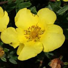 Potentilla Fruticosa Elizabeth 23cm Pot Size You Can Find More Details By Visiting The Image Link Plantsseedsandbulbs Plants Seeds Flowers