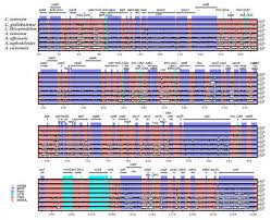 Image result for Chlorophytum gallabatense
