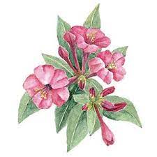 Best Flowers And Plants For Your Garden Butterfly Watercolor Botanical Painting Clock Flower