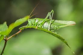 A sport in which two teams of eleven players try to score runs (= points) by hitting a small…. What Are The Differences Between Crickets And Grasshoppers Worldatlas