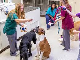 Our pet sitters each go through a strict verification process and when they offer dog boarding, they also have to include photos of their home environment so that you can really see where your dog will be staying. How Much Are Dog Boarding Prices Near Me Paoli Vetcare