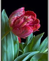 Botanicaetcetera On Instagram Art Istic Licence A Parrot Tulip Found On Microscopy Uk Tulip Springtime Flower P Parrot Tulips Tulips Tulips Flowers