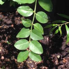 Image result for Scutia