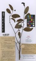 Image result for Xylopia katangensis