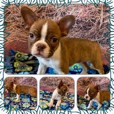 Boston terriers are indeed a riot to live with! Pawprints Kennel Boston Terrier Breeder In Clarksburg West Virginia