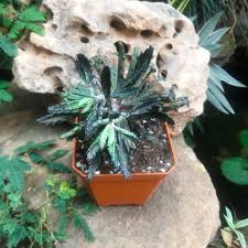 Image result for Kalanchoe brachyloba