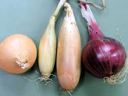 Die Zwiebel Gemuse Des Jahres 2013 2014 Garten Des Lebens