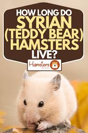 They come in a variety of colors, and live up to 3 years old. How Long Do Syrian Teddy Bear Hamsters Live Hamsters 101