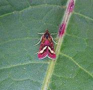 Image result for Pyrausta ostrinalis