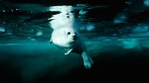 Harp Seal Facts And Pictures National Geographic Kids