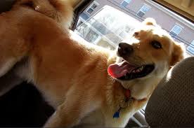 The golden retriever is a breed of dog originating in scotland. Golden Retriever Husky Mix Meet The Beloved Goberian My Dog S Name