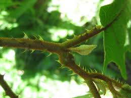 Image result for Solanum richardii