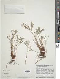 Image result for Actiniopteris semiflabellata