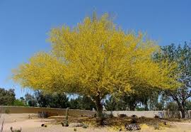 Image result for Parkinsonia africana