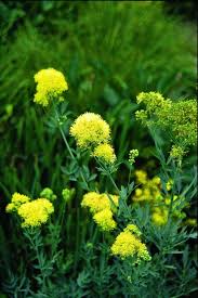 Image result for Satyrium flavum