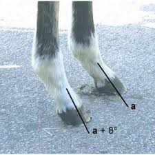 Clubfoot horse page with past performances, results, pedigree, photos and videos. Simon Curtis Owner Phd