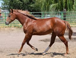 Buy and sell almost anything on gumtree classifieds. Pin On Horses