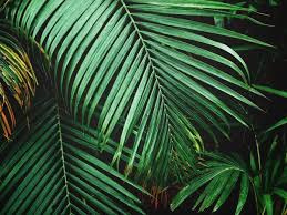 Shop affordable wall art to hang in dorms, bedrooms, offices, or anywhere blank walls aren't welcome. Tropical Palm Leaves Background Texture Stock Photo By C Luknaja 173418628