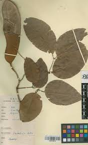 Image result for Isoberlinia doka