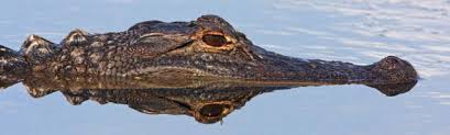 Appearance all crocodilians have roughly the same physiology: M Schaf Mississippi Alligator Alligator Krokodil Reptilie Kunstdruck